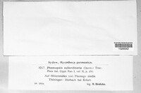 Diaporthe subordinaria image
